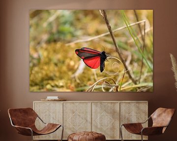Scallop butterfly