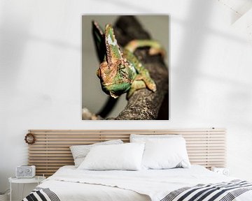 Chameleon op een tak