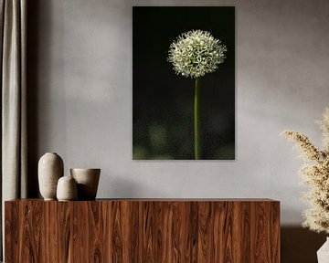 Große weiße Allium-Blumenzwiebel vor dunklem Hintergrund von Mayra Fotografie