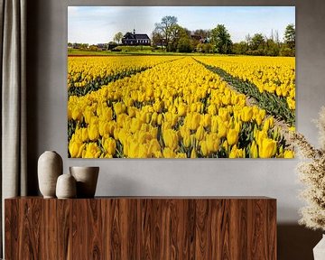 Tulip fields, bulb fields near Schokland, Netherlands by Gert Hilbink