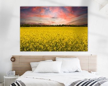 Les champs de colza aux Pays-Bas. sur Gert Hilbink