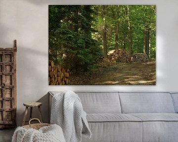 Tree trunk lane Exloo