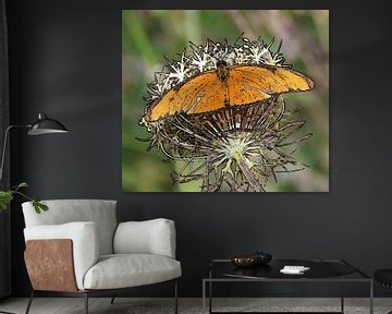 Oranje passiebloemvlinder van Jose Lok