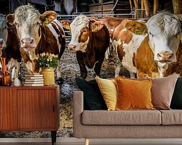 Dairy cows in barn by Dieter Walther