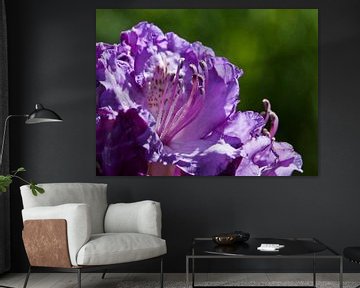 Flower: Purple dream 2 von Rob Smit