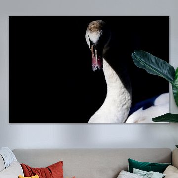 ein geheimnisvolles Porträtfoto eines Schwans