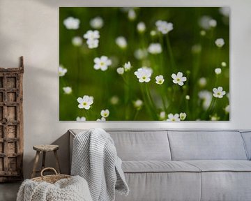 Witte bloemetjes 'Androsace septentrionalis' van Ivonne Fuhren- van de Kerkhof