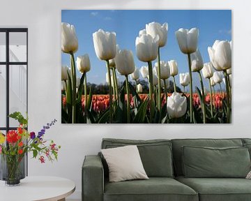 Witte tulpen en oranje tulpen als achtergrond van W J Kok