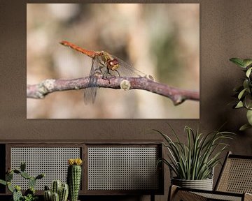 Libellen auf einem Zweig mit weichem Hintergrund (rotbrauner Igel) von Jolanda Aalbers