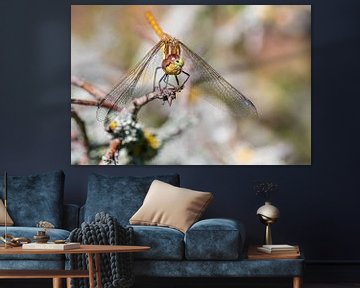 Dragonflies on a branch with soft background (reddish brown heidelibelle)