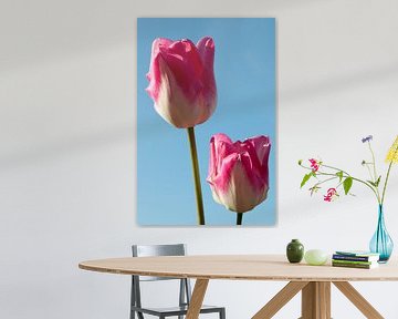 twee roze witte tulpen samen in een tulpenveld van W J Kok