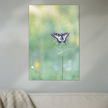 Was für eine Schönheit!