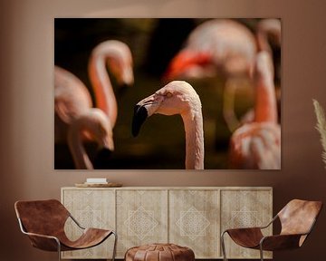 Flamingo by Ulrich Brodde