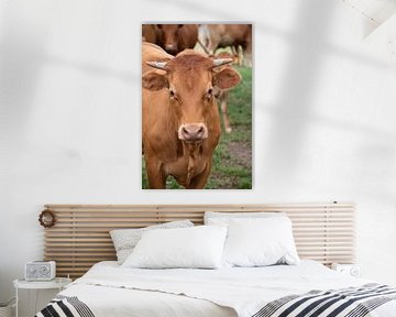 Vache rouge-brun dans le pré sur whmpictures .com