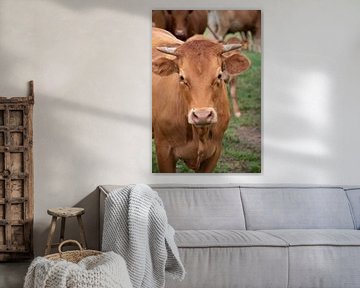 Roodbruine koe in de weide van whmpictures .com