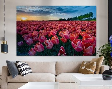 Een veld met tulpen in de avondzon van Etienne Rijsdijk