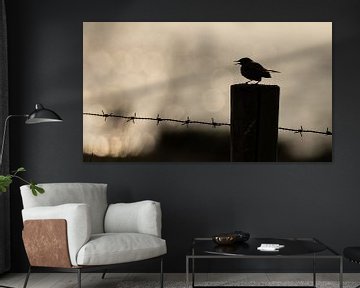 Vogel auf Stange mit Hintergrundbeleuchtung von Linda Raaphorst
