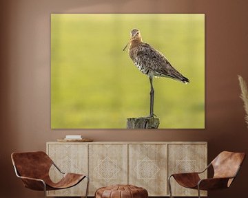 Black-tailed godwit against green background by Linda Raaphorst