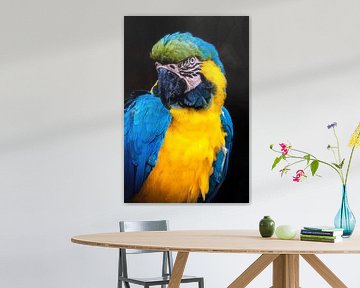 Portrait Yellow Breasted Macaw by Dieter Walther