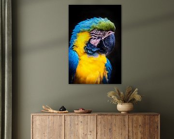 Portrait blue and yellow macaw by Dieter Walther
