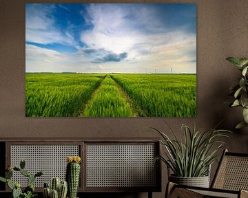 Épis de blé verts à la fin du printemps avec un ciel nuageux au-dessus. sur Sjoerd van der Wal Photographie
