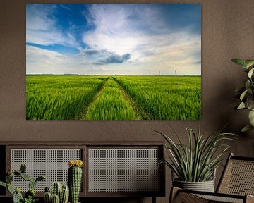 Groene tarwe in de lente met een bewolkte lucht erboven