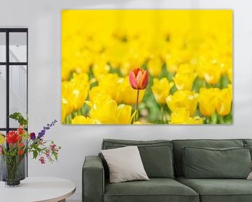 Een rode tulp in een veld van gele tulpen van Sjoerd van der Wal