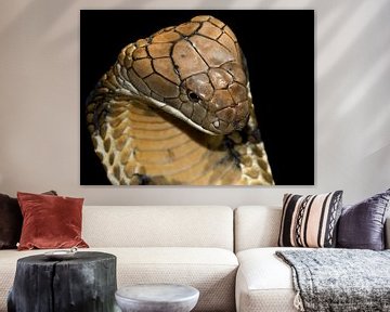 Konings Cobra - King Cobra - Ophiophagus hannah sur Rob Smit