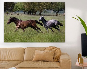 Stoeiende paarden