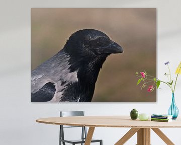 Zwarte kraai, Corvus corone van Timon Schneider