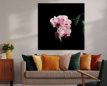 Roze Orchidee op zwarte achtergrond van Diana van Neck Photography