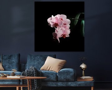 Roze Orchidee op zwarte achtergrond van Diana van Neck Photography
