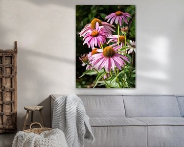 Echinacea purpurea, coneflower van Alexander Ludwig