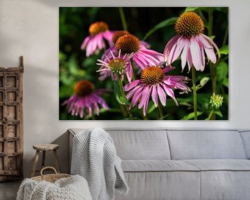 Héliotrope, Echinacea purpurea sur Alexander Ludwig