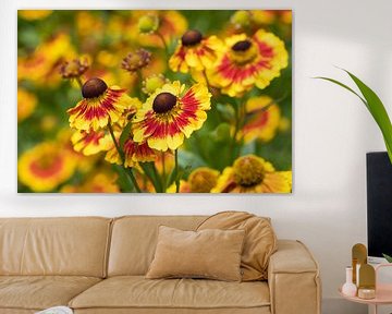 Zonnebloem, Helenium van Alexander Ludwig