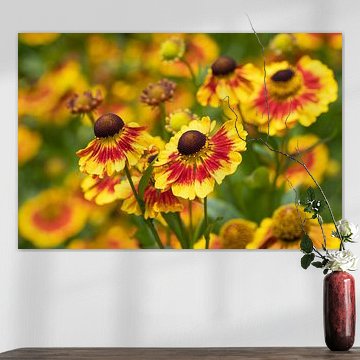 Sonnenbraut, Helenium