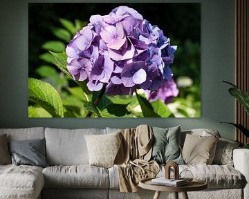 Hortensia, Hydrangea macrophylla sur Alexander Ludwig