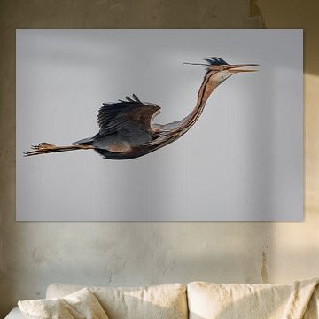 Héron pourpré en vol sur Martin Van Berkel