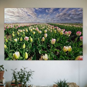 Bloembollenvelden Goeree-Overflakkee.