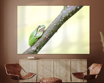 Tree frog soft tones by Milou Hinssen