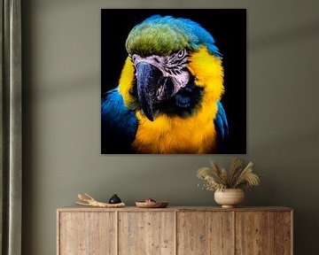 Head of a Yellow Breasted Macaw by Dieter Walther