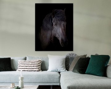 IJslander (Paard)