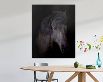 IJslander (Paard) van Edwin Kooren
