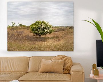 Arbre en fleurs au printemps dans les dunes sur CV Original Photography