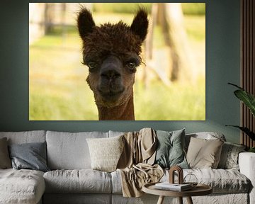 Alpaca Abeltje van Marjoleine Knappers