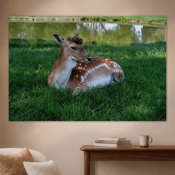 Parc à cerfs dans le coin arrière