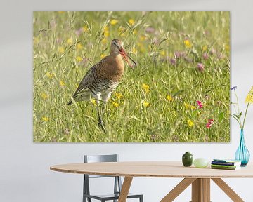 Black-tailed godwit in meadow by Linda Raaphorst