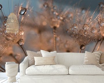 Panorama of droplets on a dandelion by Marjolijn van den Berg