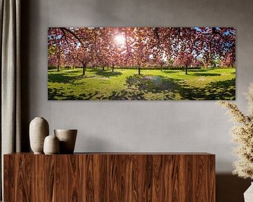 Cherry blossom park panorama by Frank Herrmann