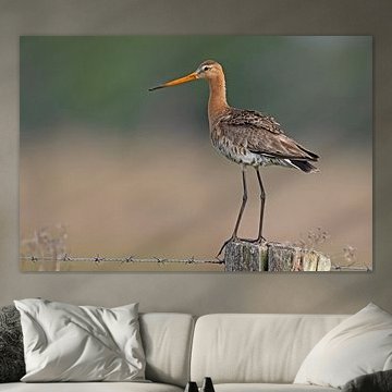 Uferschnepfe im Morgenlicht.